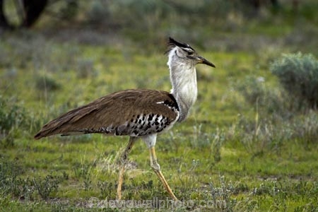 Africa;animal;animals;Ardeotis-kori;avian;bird;bird-spotting;bird-watching;bird_watching;birds;eco-tourism;eco_tourism;ecotourism;Etosha-N.P.;Etosha-National-Park;Etosha-NP;Fauna;game-park;game-parks;game-reserve;game-reserves;Kori-Bustard;mammal;mammals;Namibia;national-park;national-parks;Natural;Nature;Ornithology;Southern-Africa;wild;wildlife;wildlife-park;wildlife-parks;wildlife-reserve;wildlife-reserves