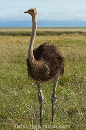 Africa;animal;animals;bird;bird-spotting;birds;Etosha-N.P.;Etosha-National-Park;Etosha-NP;game-drive;game-park;game-parks;game-reserve;game-reserves;game-viewing;Namibia;national-park;national-parks;natural;nature;Ostrich;ostriches;reserve;reserves;Southern-Africa;Struthio-camelus;wild;wilderness;wildlife;wildlife-park;wildlife-parks;wildlife-reserve;wildlife-reserves