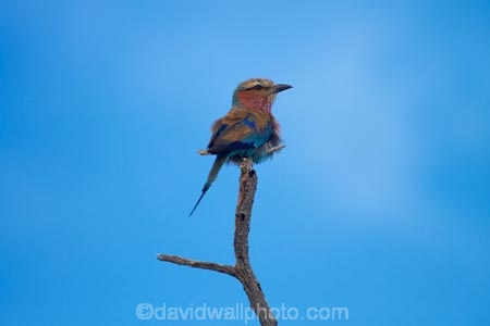 Africa;Animal;animals;avian;bird;bird-spotting;bird-watching;bird_watching;birds;Coracias-caudatus;eco-tourism;eco_tourism;ecotourism;Etosha-N.P.;Etosha-National-Park;Etosha-NP;Fauna;game-drive;game-park;game-parks;game-reserve;game-reserves;game-viewing;Lilac-breasted-Roller;Lilac-breasted-Rollers;Lilac_breasted-Roller;Lilac_breasted-Rollers;Namibia;national-park;national-parks;natural;nature;Ornithology;reserve;reserves;Roller;Rollers;Southern-Africa;wild;wilderness;wildlife;wildlife-park;wildlife-parks;wildlife-reserve;wildlife-reserves