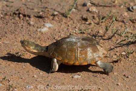 Africa;Etosha-N.P.;Etosha-National-Park;Etosha-NP;game-park;game-parks;game-reserve;game-reserves;Marsh-terrapin;Marsh-terrapins;Namibia;national-park;national-parks;Pelomedusa-subrufa;Southern-Africa;terrapin;terrapins;tortoise;tortoises;turtle;turtles;wildlife-park;wildlife-parks;wildlife-reserve;wildlife-reserves