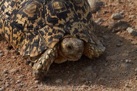 Africa;African-Leopard-Tortoise;African-Leopard-Tortoises;animal;animals;Etosha-N.P.;Etosha-National-Park;Etosha-NP;game-park;game-parks;game-reserve;game-reserves;Leopard-tortoise;Leopard-tortoises;mammal;mammals;Namibia;national-park;national-parks;reptile;reptiles;slow;Southern-Africa;Stigmochelys-pardalis;tortoise;tortoises;turtle;turtles;wildlife;wildlife-park;wildlife-parks;wildlife-reserve;wildlife-reserves