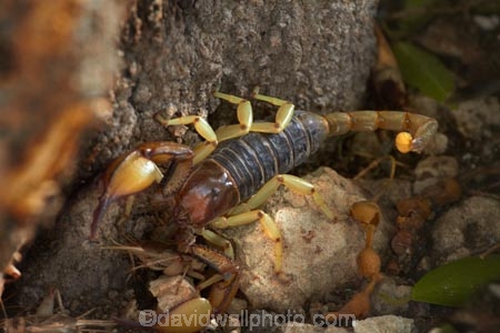 Africa;animal;animals;Arachnida.;dangerous;Etosha-N.P.;Etosha-National-Park;Etosha-NP;game-park;game-parks;game-reserve;game-reserves;mammal;mammals;Namibia;national-park;national-parks;poisonous;predatory-arthropod;scorpion;Scorpiones;scorpions;Southern-Africa;venomous;wildlife;wildlife-park;wildlife-parks;wildlife-reserve;wildlife-reserves