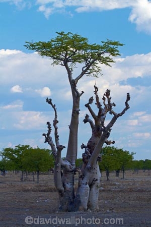 Africa;African-moringa;African-moringa-forest;African-moringas;Etosha-N.P.;Etosha-National-Park;Etosha-NP;game-park;game-parks;game-reserve;game-reserves;ghost-tree;ghost-tree-forest;ghost-trees;moringa;Moringa-ovalifolia;moringas;Namibia;national-park;national-parks;Southern-Africa;tre;trees;unusual-tree;unusual-trees;wildlife-park;wildlife-parks;wildlife-reserve;wildlife-reserves