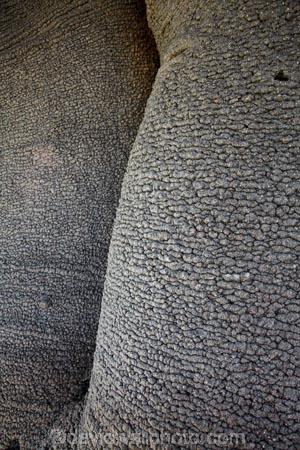 Adansonia-digitata;Africa;Baobab;baobab-tree;baobab-trees;baobab-trunk;Baobabs;bark;Bucks-Rest-Camp;cream-of-tartar-tree.;monkey_bread-tree;Namibia;Nyae-Nyae-Conservancy;Otjozondjupa-District;Otjozondjupa-Region;pattern;patterns;Raleigh-International;Southern-Africa;texture;textures;tree;tree-trunk;tree-trunks;trees;trunk;trunks;Tsumkwe;upside_down-tree