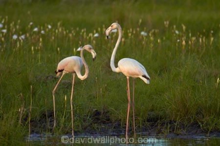 Africa;animal;animals;avian;bird;bird-watching;birds;eco-tourism;eco_tourism;ecotourism;Fauna;Flamingo;Flamingoes;Greater-Flamingo;Greater-Flamingoes;Namibia;Natural;Nature;Nyae-Nyae-conservancy;Ornithology;Phoenicopterus-roseus;Phoenicopterus-ruber;pond;ponds;Southern-Africa;Tsumkwe;wildlife