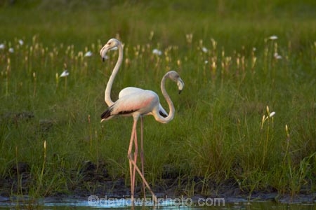 Africa;animal;animals;avian;bird;bird-watching;birds;eco-tourism;eco_tourism;ecotourism;Fauna;Flamingo;Flamingoes;Greater-Flamingo;Greater-Flamingoes;Namibia;Natural;Nature;Nyae-Nyae-conservancy;Ornithology;Phoenicopterus-roseus;Phoenicopterus-ruber;pond;ponds;Southern-Africa;Tsumkwe;wildlife