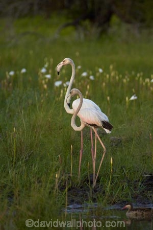 Africa;animal;animals;avian;bird;bird-watching;birds;eco-tourism;eco_tourism;ecotourism;Fauna;Flamingo;Flamingoes;Greater-Flamingo;Greater-Flamingoes;Namibia;Natural;Nature;Nyae-Nyae-conservancy;Ornithology;Phoenicopterus-roseus;Phoenicopterus-ruber;pond;ponds;Southern-Africa;Tsumkwe;wildlife