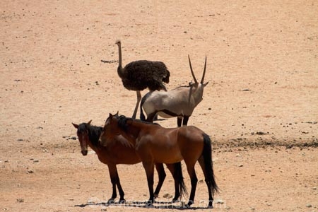 Africa;african;animal;animals;Antelope;Antelopes;Aus;bird;bird-spotting;birds;desert;desert-horse;desert-horses;deserts;dry;equestrian;expanse;feral-desert-horses;feral-horse;feral-horses;game-viewing;Garub;Gemsbok;gemsboks;horse;horses;Mammal;Mammals;Namib-Desert;Namib-Naukluft-N.P.;Namib-Naukluft-National-Park;Namib-Naukluft-NP;Namib_Naukluft-N.P.;Namib_Naukluft-National-Park;Namib_Naukluft-NP;Namibia;nature;Oryx;Oryx-gazella;oryxes;oryxs;Ostrich;ostriches;Southern-Africa;Southern-Namiba;Struthio-camelus;wild;wild-desert-horses;wild-horse;wild-horses;wilderness;wildlife