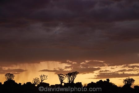 karas;karas-region;africa;african;aloe;Aloe-dichotoma;aloes;approaching-storm;approaching-storms;bark;black-cloud;black-clouds;botany;cloud;clouds;cloudy;dark-cloud;dark-clouds;desert;desert-plant;desert-plants;dusk;evening;forest;forests;gray-cloud;gray-clouds;grey-cloud;grey-clouds;Keetmanshoop;kokerboom-forest;Kokerboom-Tree;Kokerboom-Trees;Mesosaurus-Camp;Mesosaurus-Fossil-Camp;nambia;Namib-Desert;Namibia;namibian;nature;night;night_time;nightfall;plant;plants;Quiver-Tree;quiver-tree-forest;Quiver-Trees;quivers;quivertree-forest;rain-cloud;rain-clouds;rain-storm;rain-storms;Southern-Africa;Southern-Namiba;southern-Namibia;storm;storm-cloud;storm-clouds;storms;sunset;sunsets;thunder-storm;thunder-storms;thunderstorm;thunderstorms;tree;trees;twilight;unusual;vegetation;weather;Aloidendron-dichotomum