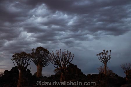 karas;karas-region;africa;african;aloe;Aloe-dichotoma;aloes;approaching-storm;approaching-storms;bark;black-cloud;black-clouds;botany;cloud;clouds;cloudy;dark-cloud;dark-clouds;desert;desert-plant;desert-plants;forest;forests;gray-cloud;gray-clouds;grey-cloud;grey-clouds;Keetmanshoop;kokerboom-forest;Kokerboom-Tree;Kokerboom-Trees;Mesosaurus-Camp;Mesosaurus-Fossil-Camp;nambia;Namib-Desert;Namibia;namibian;nature;plant;plants;Quiver-Tree;quiver-tree-forest;Quiver-Trees;quivers;quivertree-forest;rain-cloud;rain-clouds;rain-storm;rain-storms;rainy-season;silhouette;silhouettes;Southern-Africa;Southern-Namiba;southern-Namibia;storm;storm-cloud;storm-clouds;storms;thunder-storm;thunder-storms;thunderstorm;thunderstorms;tree;trees;unusual;vegetation;weather;wet-season;Aloidendron-dichotomum