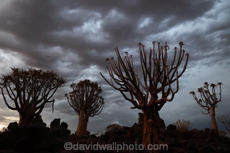 karas;karas-region;africa;african;aloe;Aloe-dichotoma;aloes;approaching-storm;approaching-storms;bark;black-cloud;black-clouds;botany;cloud;clouds;cloudy;dark-cloud;dark-clouds;desert;desert-plant;desert-plants;forest;forests;gray-cloud;gray-clouds;grey-cloud;grey-clouds;Keetmanshoop;kokerboom-forest;Kokerboom-Tree;Kokerboom-Trees;Mesosaurus-Camp;Mesosaurus-Fossil-Camp;nambia;Namib-Desert;Namibia;namibian;nature;plant;plants;Quiver-Tree;quiver-tree-forest;Quiver-Trees;quivers;quivertree-forest;rain-cloud;rain-clouds;rain-storm;rain-storms;rainy-season;silhouette;silhouettes;Southern-Africa;Southern-Namiba;southern-Namibia;storm;storm-cloud;storm-clouds;storms;thunder-storm;thunder-storms;thunderstorm;thunderstorms;tree;trees;unusual;vegetation;weather;wet-season;Aloidendron-dichotomum