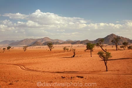 4wd-track;4wd-tracks;4x4-track;4x4-tracks;acacia;acacia-tree;acacia-trees;Africa;African;desert;deserts;Namib-Desert;Namib-Rand;Namib-Rand-Nature-Reserve;Namibia;NamibRand;NamibRand-Family-Hideout;NamibRand-Nature-Reserve;NamibRand-Reserve;NRNR;safari;safaris;sand;sandy;sandy-track;sandy-tracks;self-drive-route;self-drive-track;Southern-Africa;Southern-Namibia;track;tracks;tree;trees