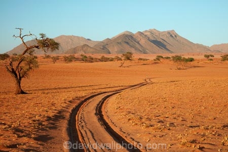 4wd-track;4wd-tracks;4x4-track;4x4-tracks;acacia;acacia-tree;acacia-trees;Africa;African;desert;deserts;Namib-Desert;Namib-Rand;Namib-Rand-Nature-Reserve;Namibia;NamibRand;NamibRand-Family-Hideout;NamibRand-Nature-Reserve;NamibRand-Reserve;NRNR;safari;safaris;sand;sandy;sandy-track;sandy-tracks;self-drive-route;self-drive-track;Southern-Africa;Southern-Namibia;track;tracks;tree;trees