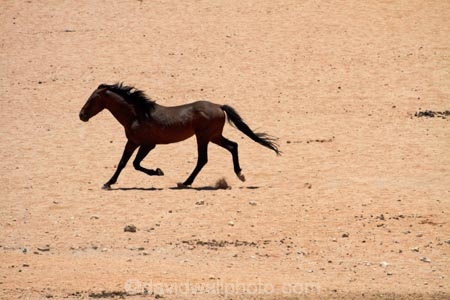 Africa;Aus;desert;desert-horse;desert-horses;deserts;dry;equestrian;feral-desert-horses;feral-horse;feral-horses;Garub;horse;horses;Namib-Desert;Namib-Naukluft-N.P.;Namib-Naukluft-National-Park;Namib-Naukluft-NP;Namib_Naukluft-N.P.;Namib_Naukluft-National-Park;Namib_Naukluft-NP;Namibia;Southern-Africa;Southern-Namiba;wild-desert-horses;wild-horse;wild-horses