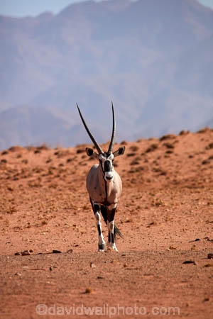 Africa;african;Animal;Animals;Antelope;Antelopes;arid;desert;deserts;dry;expanse;Gemsbok;gemsboks;hot;Mammal;Mammals;Namib-Desert;Namib-Rand;Namib-Rand-Nature-Reserve;Namibia;NamibRand;NamibRand-Nature-Reserve;NamibRand-Reserve;natural;Nature;NRNR;orange-sand;Oryx;oryx-gazella;oryxes;oryxs;remote;remoteness;reserve;reserves;safari;safaris;sand;sandy;Southern-Africa;Southern-Namibia;Wild;wilderness;Wildlife