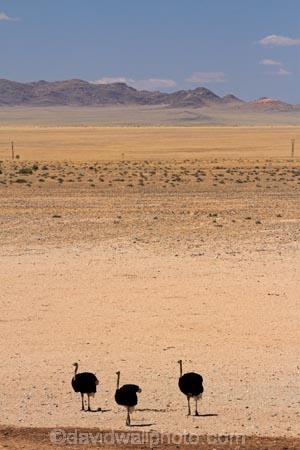 africa;african;animal;animals;Aus;bird;bird-spotting;birds;desert;deserts;dry;game-viewing;Garub;Namib-Desert;Namib-Naukluft-N.P.;Namib-Naukluft-National-Park;Namib-Naukluft-NP;Namib_Naukluft-N.P.;Namib_Naukluft-National-Park;Namib_Naukluft-NP;Namibia;nature;ostrich;ostriches;sand;sandy;Southern-Africa;Southern-Namiba;Struthio-camelus;wild;wildlife
