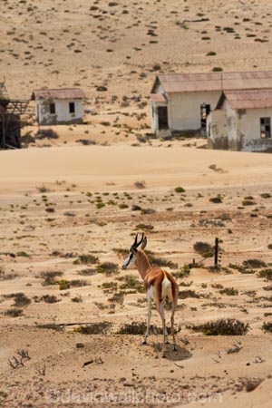 abandon;abandoned;Africa;african;animal;animals;antelope;antelopes;Antidorcas-marsupialis;building;buildings;character;Colemans-hill;derelict;derelict-building;dereliction;desert;deserted;deserts;desolate;desolation;destruction;dry;empty;ghost-town;ghost-towns;heritage;historic;historic-building;historic-buildings;Historic-Ruins;historical;historical-building;historical-buildings;history;home;homes;house;houses;Kolmannskuppe;Kolmanskop;Kolmanskop-Ghost-town;Luderitz;mammal;mammals;namib;Namib-Desert;Namibia;neglect;neglected;old;old-fashioned;old_fashioned;ruin;ruins;run-down;rundown;rustic;sand;sandy;Southern-Africa;Southern-Namiba;southern-Namibia;springbok;springboks;tourism;tourist-attraction;tourist-attractions;tradition;traditional;vintage;wildlife