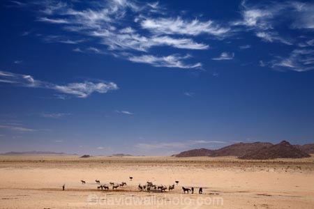 Africa;african;animal;animals;Antelope;Antelopes;Aus;desert;desert-horse;desert-horses;deserts;dry;equestrian;expanse;feral-desert-horses;feral-horse;feral-horses;game-viewing;Garub;Garub-waterhole;Gemsbok;gemsboks;herd;herds;horse;horses;Mammal;Mammals;Namib-Desert;Namib-Naukluft-N.P.;Namib-Naukluft-National-Park;Namib-Naukluft-NP;Namib_Naukluft-N.P.;Namib_Naukluft-National-Park;Namib_Naukluft-NP;Namibia;nature;Oryx;Oryx-gazella;oryxes;oryxs;Southern-Africa;Southern-Namiba;water-hole;water-holes;water_hole;water_holes;waterhole;waterholes;Wild;wild-desert-horses;wild-horse;wild-horses;wilderness;Wildlife