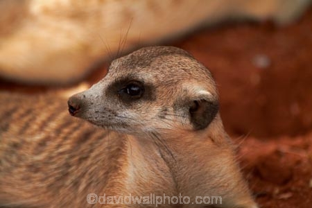 707-road;Africa;animal;animals;D707-road;Gray-meerkat;Grey-meerkat;Herpestidae;Koiimasis;mammal;mammals;meerkat;meerkats;mongoose;Namib-Desert;Namibia;Ranch-Koiimasis;Southern-Africa;Southern-Namiba;Suricata;Suricata-suricatta;suricate;suricates;Tiras-Mountains;Tiras-Mountains-Conservancy;wildlife