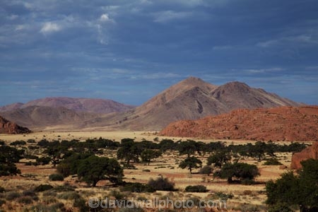 707-road;acacia-tree;acacia-trees;Africa;D707-road;geological;geology;hill;hills;Koiimasis;mountain;mountains;Namib-Desert;Namibia;Ranch-Koiimasis;rock;rock-formation;rock-formations;rock-outcrop;rock-outcrops;rock-tor;rock-torr;rock-torrs;rock-tors;rocks;Southern-Africa;stone;Tiras-Mountains;Tiras-Mountains-Conservancy;unusual-natural-feature;unusual-natural-features