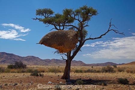 707-road;africa;african;animal;big-large;big-nest;big-nests;bird-birds;bird-nest;bird-nests;birds-nest;birds-nests;colonies;colony;communities;community;D707-road;flock;giant-nest;giant-nests;group;home;huge;huge-nest;huge-nests;nambia;Namib-Desert;Namibia;namibian;nest;nests;Philetairus-socius;sociable;Sociable-Weaver;Sociable-Weaver-Nest;Sociable-Weavers;Sociable-Weavers-Nest;social;Social-Weaver;social-weaver-nest;Social-Weavers;Social-Weavers-Nest;Southern-Africa;tree;trees;weaver;weavers;wildlife