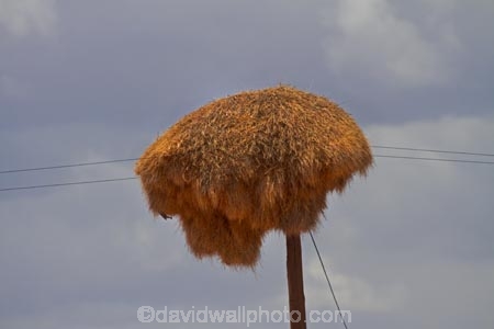 707-road;africa;african;animal;big-large;bird-birds;bird-nest;bird-nests;birds-nest;birds-nests;colonies;colony;communities;community;D707-road;flock;giant-nest;group;home;huge;huge-nest;line;lines;nambia;Namib-Desert;Namibia;namibian;nest;nests;Philetairus-socius;pole;poles;post;posts;power-line;power-lines;power-pole;power-poles;sociable;Sociable-Weaver;Sociable-Weaver-Nest;Sociable-Weavers;Sociable-Weavers-Nest;social;Social-Weaver;social-weaver-nest;Social-Weavers;Social-Weavers-Nest;Southern-Africa;telegraph-line;telegraph-lines;telegraph-pole;telegraph-poles;tree;trees;weaver;weavers;wildlife;wire;wires