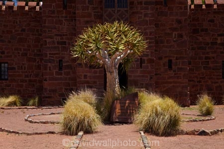 1908;1909;Africa;aloe;Aloe-dichotoma;aloes;bark;botany;building;buildings;castle;castles;Duweseb-Castle;Duwiseb-Castle;Duwisib-Castle;heritage;historic;historic-building;historic-buildings;historical;historical-building;historical-buildings;history;Kokerboom-Tree;Kokerboom-Trees;Maltahohe;MaltahÃ¶he;Namib-Desert;Namibia;nature;old;plant;plants;Quiver-Tree;Quiver-Trees;quivers;Schloss-Duwisib;Southern-Africa;southern-Namibia;stone-architecture;stone-building;stone-builidings;tradition;traditional;trees;vegetation