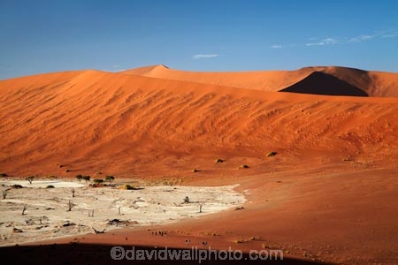 900-year-old-trees;adventure;adventurous;Africa;arid;big-dunes;children;clay-pan;clay-pans;dead-tree;dead-trees;Dead-Vlei;Deadvlei;desert;deserts;dry;dry-lake;dry-lake-bed;dry-lake-beds;dry-lakes;dune;dunes;families;family;giant-dune;giant-dunes;giant-sand-dune;giant-sand-dunes;holiday;holidays;hot;huge-dunes;lake-bed;large-dunes;Namib-Desert;Namib-Naukluft-N.P.;Namib-Naukluft-National-Park;Namib-Naukluft-NP;Namib_Naukluft-N.P.;Namib_Naukluft-National-Park;Namib_Naukluft-NP;Namibia;national-park;national-parks;natural;orange-sand;pan;people;person;remote;remoteness;reserve;reserves;salt-pan;salt-pans;sand;sand-dune;sand-dunes;sand-hill;sand-hills;sand_dune;sand_dunes;sand_hill;sand_hills;sanddune;sanddunes;sandhill;sandhills;sandy;Sossusvlei;Southern-Africa;tourism;tourist;tourists;tree-trunk;tree-trunks;vlei;white-clay-pan;wilderness
