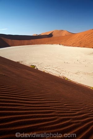 900-year-old-trees;Africa;arid;big-dunes;clay-pan;clay-pans;dead-tree;dead-trees;Dead-Vlei;Deadvlei;desert;deserts;dry;dry-lake;dry-lake-bed;dry-lake-beds;dry-lakes;dune;dunes;giant-dune;giant-dunes;giant-sand-dune;giant-sand-dunes;hot;huge-dunes;lake-bed;large-dunes;Namib-Desert;Namib-Naukluft-N.P.;Namib-Naukluft-National-Park;Namib-Naukluft-NP;Namib_Naukluft-N.P.;Namib_Naukluft-National-Park;Namib_Naukluft-NP;Namibia;national-park;national-parks;natural;orange-sand;pan;remote;remoteness;reserve;reserves;salt-pan;salt-pans;sand;sand-dune;sand-dunes;sand-hill;sand-hills;sand_dune;sand_dunes;sand_hill;sand_hills;sanddune;sanddunes;sandhill;sandhills;sandy;Sossusvlei;Southern-Africa;tree-trunk;tree-trunks;vlei;white-clay-pan;wilderness