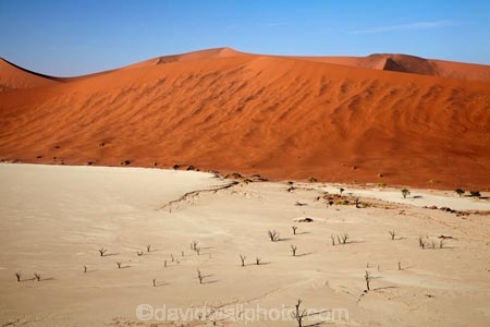 900-year-old-trees;Africa;arid;big-dunes;clay-pan;clay-pans;dead-tree;dead-trees;Dead-Vlei;Deadvlei;desert;deserts;dry;dry-lake;dry-lake-bed;dry-lake-beds;dry-lakes;dune;dunes;giant-dune;giant-dunes;giant-sand-dune;giant-sand-dunes;hot;huge-dunes;lake-bed;large-dunes;Namib-Desert;Namib-Naukluft-N.P.;Namib-Naukluft-National-Park;Namib-Naukluft-NP;Namib_Naukluft-N.P.;Namib_Naukluft-National-Park;Namib_Naukluft-NP;Namibia;national-park;national-parks;natural;orange-sand;pan;remote;remoteness;reserve;reserves;salt-pan;salt-pans;sand;sand-dune;sand-dunes;sand-hill;sand-hills;sand_dune;sand_dunes;sand_hill;sand_hills;sanddune;sanddunes;sandhill;sandhills;sandy;Sossusvlei;Southern-Africa;tree-trunk;tree-trunks;vlei;white-clay-pan;wilderness