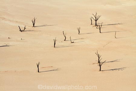 900-year-old-trees;Africa;clay-pan;clay-pans;dead-tree;dead-trees;Dead-Vlei;Deadvlei;desert;deserts;dry-lake;dry-lake-bed;dry-lake-beds;dry-lakes;lake-bed;Namib-Desert;Namib-Naukluft-N.P.;Namib-Naukluft-National-Park;Namib-Naukluft-NP;Namib_Naukluft-N.P.;Namib_Naukluft-National-Park;Namib_Naukluft-NP;Namibia;national-park;national-parks;pan;reserve;reserves;salt-pan;salt-pans;Sossusvlei;Southern-Africa;tree-trunk;tree-trunks;vlei;white-clay-pan;white-pan