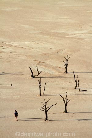 900-year-old-trees;adventure;adventurous;Africa;clay-pan;clay-pans;dead-tree;dead-trees;Dead-Vlei;Deadvlei;desert;deserts;dry-lake;dry-lake-bed;dry-lake-beds;dry-lakes;lake-bed;mammal;Namib-Desert;Namib-Naukluft-N.P.;Namib-Naukluft-National-Park;Namib-Naukluft-NP;Namib_Naukluft-N.P.;Namib_Naukluft-National-Park;Namib_Naukluft-NP;Namibia;national-park;national-parks;pan;people;person;photographer;photographers;reserve;reserves;salt-pan;salt-pans;Sossusvlei;Southern-Africa;tourism;tourist;tourists;tree-trunk;tree-trunks;vlei;white-clay-pan;white-pan