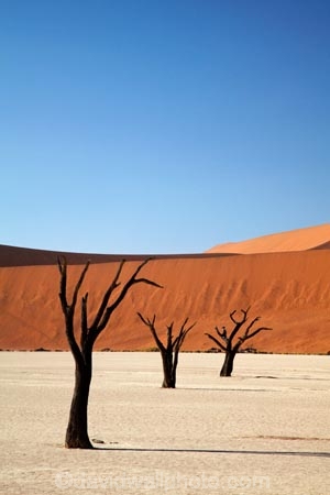 900-year-old-trees;Africa;arid;big-dunes;clay-pan;clay-pans;dead-tree;dead-trees;Dead-Vlei;Deadvlei;desert;deserts;dry;dry-lake;dry-lake-bed;dry-lake-beds;dry-lakes;dune;dunes;giant-dune;giant-dunes;giant-sand-dune;giant-sand-dunes;hot;huge-dunes;lake-bed;large-dunes;Namib-Desert;Namib-Naukluft-N.P.;Namib-Naukluft-National-Park;Namib-Naukluft-NP;Namib_Naukluft-N.P.;Namib_Naukluft-National-Park;Namib_Naukluft-NP;Namibia;national-park;national-parks;natural;orange-sand;pan;remote;remoteness;reserve;reserves;salt-pan;salt-pans;sand;sand-dune;sand-dunes;sand-hill;sand-hills;sand_dune;sand_dunes;sand_hill;sand_hills;sanddune;sanddunes;sandhill;sandhills;sandy;Sossusvlei;Southern-Africa;tree-trunk;tree-trunks;vlei;white-clay-pan;wilderness