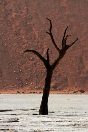 900-year-old-trees;Africa;arid;big-dunes;clay-pan;clay-pans;dead-tree;dead-trees;Dead-Vlei;Deadvlei;desert;deserts;dry;dry-lake;dry-lake-bed;dry-lake-beds;dry-lakes;dune;dunes;giant-dune;giant-dunes;giant-sand-dune;giant-sand-dunes;hot;huge-dunes;lake-bed;large-dunes;Namib-Desert;Namib-Naukluft-N.P.;Namib-Naukluft-National-Park;Namib-Naukluft-NP;Namib_Naukluft-N.P.;Namib_Naukluft-National-Park;Namib_Naukluft-NP;Namibia;national-park;national-parks;natural;pan;remote;remoteness;reserve;reserves;salt-pan;salt-pans;sand;sand-dune;sand-dunes;sand-hill;sand-hills;sand_dune;sand_dunes;sand_hill;sand_hills;sanddune;sanddunes;sandhill;sandhills;sandy;Sossusvlei;Southern-Africa;tree-trunk;tree-trunks;vlei;white-clay-pan;wilderness