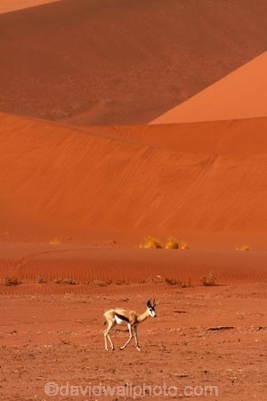 africa;african;Animal;Animals;Antelope;Antelopes;Antidorcas-marsupialis;arid;big-dunes;desert;deserts;dry;dune;dunes;expanse;giant-dune;giant-dunes;giant-sand-dune;giant-sand-dunes;hot;huge-dunes;large-dunes;Mammal;Mammals;Namib-Desert;Namib-Naukluft-N.P.;Namib-Naukluft-National-Park;Namib-Naukluft-NP;Namib_Naukluft-N.P.;Namib_Naukluft-National-Park;Namib_Naukluft-NP;Namibia;national-park;national-parks;natural;Nature;orange-sand;remote;remoteness;reserve;reserves;sand;sand-dune;sand-dunes;sand-hill;sand-hills;sand_dune;sand_dunes;sand_hill;sand_hills;sanddune;sanddunes;sandhill;sandhills;sandy;Southern-Africa;springbok;springboks;Wild;wilderness;Wildlife