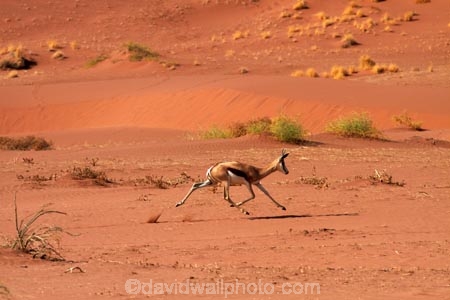 africa;african;Animal;Animals;Antelope;Antelopes;Antidorcas-marsupialis;arid;desert;deserts;dry;dune;dunes;expanse;hot;Mammal;Mammals;Namib-Desert;Namib-Naukluft-N.P.;Namib-Naukluft-National-Park;Namib-Naukluft-NP;Namib_Naukluft-N.P.;Namib_Naukluft-National-Park;Namib_Naukluft-NP;Namibia;national-park;national-parks;natural;Nature;orange-sand;remote;remoteness;reserve;reserves;sand;sand-dune;sand-dunes;sand-hill;sand-hills;sand_dune;sand_dunes;sand_hill;sand_hills;sanddune;sanddunes;sandhill;sandhills;sandy;Southern-Africa;springbok;springboks;Wild;wilderness;Wildlife