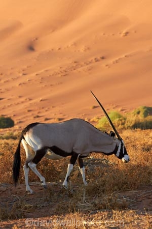 africa;african;Animal;Animals;Antelope;Antelopes;arid;desert;deserts;dry;dune;dunes;expanse;Gemsbok;gemsboks;hot;Mammal;Mammals;Namib-Desert;Namib-Naukluft-N.P.;Namib-Naukluft-National-Park;Namib-Naukluft-NP;Namib_Naukluft-N.P.;Namib_Naukluft-National-Park;Namib_Naukluft-NP;Namibia;national-park;national-parks;natural;Nature;orange-sand;Oryx;Oryx-gazella;oryxes;oryxs;remote;remoteness;reserve;reserves;sand;sand-dune;sand-dunes;sand-hill;sand-hills;sand_dune;sand_dunes;sand_hill;sand_hills;sanddune;sanddunes;sandhill;sandhills;sandy;Sossusvlei;Southern-Africa;Wild;wilderness;Wildlife