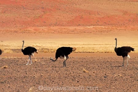 Africa;arid;bird;bird-spotting;birds;desert;deserts;dry;dune;dunes;game-viewing;hot;Namib-Desert;Namib-Naukluft-N.P.;Namib-Naukluft-National-Park;Namib-Naukluft-NP;Namib_Naukluft-N.P.;Namib_Naukluft-National-Park;Namib_Naukluft-NP;Namibia;national-park;national-parks;natural;nature;orange-sand;Ostrich;ostriches;remote;remoteness;reserve;reserves;sand;sand-dune;sand-dunes;sand-hill;sand-hills;sand_dune;sand_dunes;sand_hill;sand_hills;sanddune;sanddunes;sandhill;sandhills;sandy;Southern-Africa;Struthio-camelus;wild;wilderness;wildlife