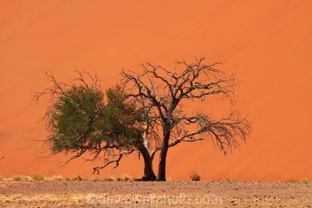 Acacia-tree;Africa;arid;big-dunes;desert;deserts;dry;dune;Dune-45;Dune-Forty-Five;dunes;giant-dune;giant-dunes;giant-sand-dune;giant-sand-dunes;hot;huge-dunes;large-dunes;Namib-Desert;Namib-Naukluft-N.P.;Namib-Naukluft-National-Park;Namib-Naukluft-NP;Namib_Naukluft-N.P.;Namib_Naukluft-National-Park;Namib_Naukluft-NP;Namibia;national-park;national-parks;natural;orange-sand;remote;remoteness;reserve;reserves;sand;sand-dune;sand-dunes;sand-hill;sand-hills;sand_dune;sand_dunes;sand_hill;sand_hills;sanddune;sanddunes;sandhill;sandhills;sandy;Southern-Africa;tree;trees;wilderness