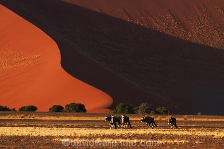 africa;african;Animal;Animals;Antelope;Antelopes;arid;big-dunes;desert;deserts;dry;dune;dunes;expanse;Gemsbok;gemsboks;giant-dune;giant-dunes;giant-sand-dune;giant-sand-dunes;hot;huge-dunes;large-dunes;Mammal;Mammals;Namib-Desert;Namib-Naukluft-N.P.;Namib-Naukluft-National-Park;Namib-Naukluft-NP;Namib_Naukluft-N.P.;Namib_Naukluft-National-Park;Namib_Naukluft-NP;Namibia;national-park;national-parks;natural;Nature;orange-sand;Oryx;Oryx-gazella;oryxes;oryxs;remote;remoteness;reserve;reserves;sand;sand-dune;sand-dunes;sand-hill;sand-hills;sand_dune;sand_dunes;sand_hill;sand_hills;sanddune;sanddunes;sandhill;sandhills;sandy;Southern-Africa;Wild;wilderness;Wildlife
