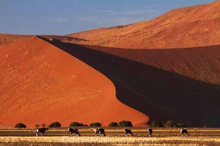 africa;african;Animal;Animals;Antelope;Antelopes;arid;big-dunes;desert;deserts;dry;dune;dunes;expanse;Gemsbok;gemsboks;giant-dune;giant-dunes;giant-sand-dune;giant-sand-dunes;hot;huge-dunes;large-dunes;Mammal;Mammals;Namib-Desert;Namib-Naukluft-N.P.;Namib-Naukluft-National-Park;Namib-Naukluft-NP;Namib_Naukluft-N.P.;Namib_Naukluft-National-Park;Namib_Naukluft-NP;Namibia;national-park;national-parks;natural;Nature;orange-sand;Oryx;Oryx-gazella;oryxes;oryxs;remote;remoteness;reserve;reserves;sand;sand-dune;sand-dunes;sand-hill;sand-hills;sand_dune;sand_dunes;sand_hill;sand_hills;sanddune;sanddunes;sandhill;sandhills;sandy;Southern-Africa;Wild;wilderness;Wildlife