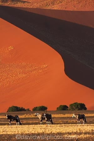 africa;african;Animal;Animals;Antelope;Antelopes;arid;big-dunes;desert;deserts;dry;dune;dunes;expanse;Gemsbok;gemsboks;giant-dune;giant-dunes;giant-sand-dune;giant-sand-dunes;hot;huge-dunes;large-dunes;Mammal;Mammals;Namib-Desert;Namib-Naukluft-N.P.;Namib-Naukluft-National-Park;Namib-Naukluft-NP;Namib_Naukluft-N.P.;Namib_Naukluft-National-Park;Namib_Naukluft-NP;Namibia;national-park;national-parks;natural;Nature;orange-sand;Oryx;Oryx-gazella;oryxes;oryxs;remote;remoteness;reserve;reserves;sand;sand-dune;sand-dunes;sand-hill;sand-hills;sand_dune;sand_dunes;sand_hill;sand_hills;sanddune;sanddunes;sandhill;sandhills;sandy;Southern-Africa;Wild;wilderness;Wildlife