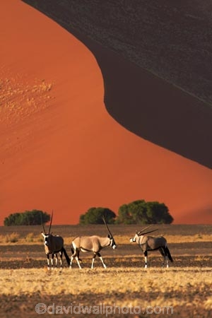 africa;african;Animal;Animals;Antelope;Antelopes;arid;big-dunes;desert;deserts;dry;dune;dunes;expanse;Gemsbok;gemsboks;giant-dune;giant-dunes;giant-sand-dune;giant-sand-dunes;hot;huge-dunes;large-dunes;Mammal;Mammals;Namib-Desert;Namib-Naukluft-N.P.;Namib-Naukluft-National-Park;Namib-Naukluft-NP;Namib_Naukluft-N.P.;Namib_Naukluft-National-Park;Namib_Naukluft-NP;Namibia;national-park;national-parks;natural;Nature;orange-sand;Oryx;Oryx-gazella;oryxes;oryxs;remote;remoteness;reserve;reserves;sand;sand-dune;sand-dunes;sand-hill;sand-hills;sand_dune;sand_dunes;sand_hill;sand_hills;sanddune;sanddunes;sandhill;sandhills;sandy;Southern-Africa;Wild;wilderness;Wildlife