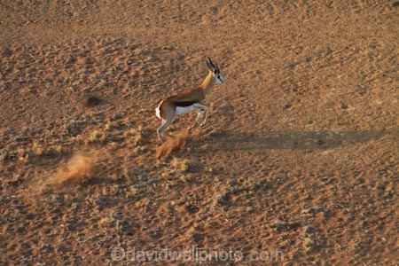 Africa;animal;animals;antelope;antelopes;Antidorcas-marsupialis;desert;deserts;mammal;mammals;Namib-Desert;Namib-Naukluft-N.P.;Namib-Naukluft-National-Park;Namib-Naukluft-NP;Namib-Sky-Balloon-Safaris;Namib_Naukluft-N.P.;Namib_Naukluft-National-Park;Namib_Naukluft-NP;Namibia;Namibsky;national-park;national-parks;reserve;reserves;Sesriem;Southern-Africa;springbok;springboks;wildlife