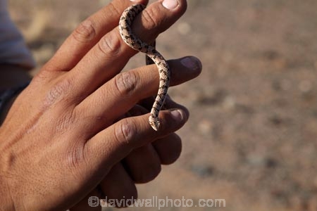 Africa;desert;deserts;Dipsina-multimaculata;Dwarf-beaked-snake;Namib-Desert;Namib-Naukluft-N.P.;Namib-Naukluft-National-Park;Namib-Naukluft-NP;Namib_Naukluft-N.P.;Namib_Naukluft-National-Park;Namib_Naukluft-NP;Namibia;national-park;national-parks;reptile;reptiles;reserve;reserves;Sesriem;snake;snakes;Southern-Africa