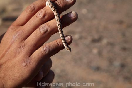 Africa;desert;deserts;Dipsina-multimaculata;Dwarf-beaked-snake;Namib-Desert;Namib-Naukluft-N.P.;Namib-Naukluft-National-Park;Namib-Naukluft-NP;Namib_Naukluft-N.P.;Namib_Naukluft-National-Park;Namib_Naukluft-NP;Namibia;national-park;national-parks;reptile;reptiles;reserve;reserves;Sesriem;snake;snakes;Southern-Africa