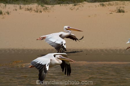 Africa;animal;animals;Atlantic-Coast;avian;bird;bird-watching;birds;Eastern-White-Pelican;eco-tourism;eco_tourism;ecotourism;Fauna;Great-White-Pelican;Namib-Naukluft-N.P.;Namib-Naukluft-National-Park;Namib-Naukluft-NP;Namib_Naukluft-N.P.;Namib_Naukluft-National-Park;Namib_Naukluft-NP;Namibia;Natural;Nature;Ornithology;Pelecanus-onocrotalus;Rosy-Pelican;Sandwich-Harbour-4x4-tour;Southern-Africa;Walfischbai;Walfischbucht;Walvis-Bay;Walvis-Bay-Harbour;Walvisbaai;White-Pelican;wildlife