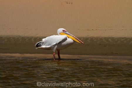 Africa;animal;animals;Atlantic-Coast;avian;bird;bird-watching;birds;Eastern-White-Pelican;eco-tourism;eco_tourism;ecotourism;Fauna;Great-White-Pelican;Namib-Naukluft-N.P.;Namib-Naukluft-National-Park;Namib-Naukluft-NP;Namib_Naukluft-N.P.;Namib_Naukluft-National-Park;Namib_Naukluft-NP;Namibia;Natural;Nature;Ornithology;Pelecanus-onocrotalus;Rosy-Pelican;Sandwich-Harbour-4x4-tour;Southern-Africa;Walfischbai;Walfischbucht;Walvis-Bay;Walvis-Bay-Harbour;Walvisbaai;White-Pelican;wildlife