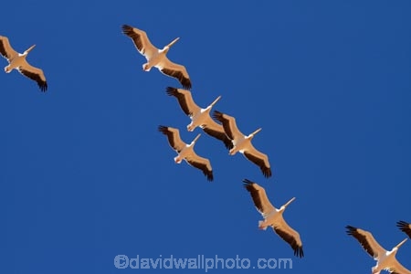 Africa;animal;animals;avian;bird;bird-watching;birds;Eastern-White-Pelican;eco-tourism;eco_tourism;ecotourism;Fauna;Great-White-Pelican;Namib-Naukluft-N.P.;Namib-Naukluft-National-Park;Namib-Naukluft-NP;Namib_Naukluft-N.P.;Namib_Naukluft-National-Park;Namib_Naukluft-NP;Namibia;Natural;Nature;Ornithology;Pelecanus-onocrotalus;Rosy-Pelican;Sandwich-Harbour-4x4-tour;Southern-Africa;Walfischbai;Walfischbucht;Walvis-Bay;Walvis-Bay-Harbour;Walvisbaai;White-Pelican;wildlife
