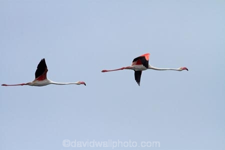 Africa;animal;animals;avian;bird;bird-watching;birds;eco-tourism;eco_tourism;ecotourism;Fauna;flight;fly;flying;Greater-Flamingo;Greater-Flamingoes;Namibia;Natural;Nature;Ornithology;Phoenicopterus-roseus;Southern-Africa;Walfischbai;Walfischbucht;Walvis-Bay;Walvisbaai;wildlife